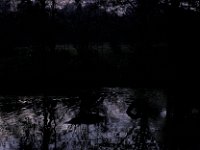 Pond in Butterwood Greywell